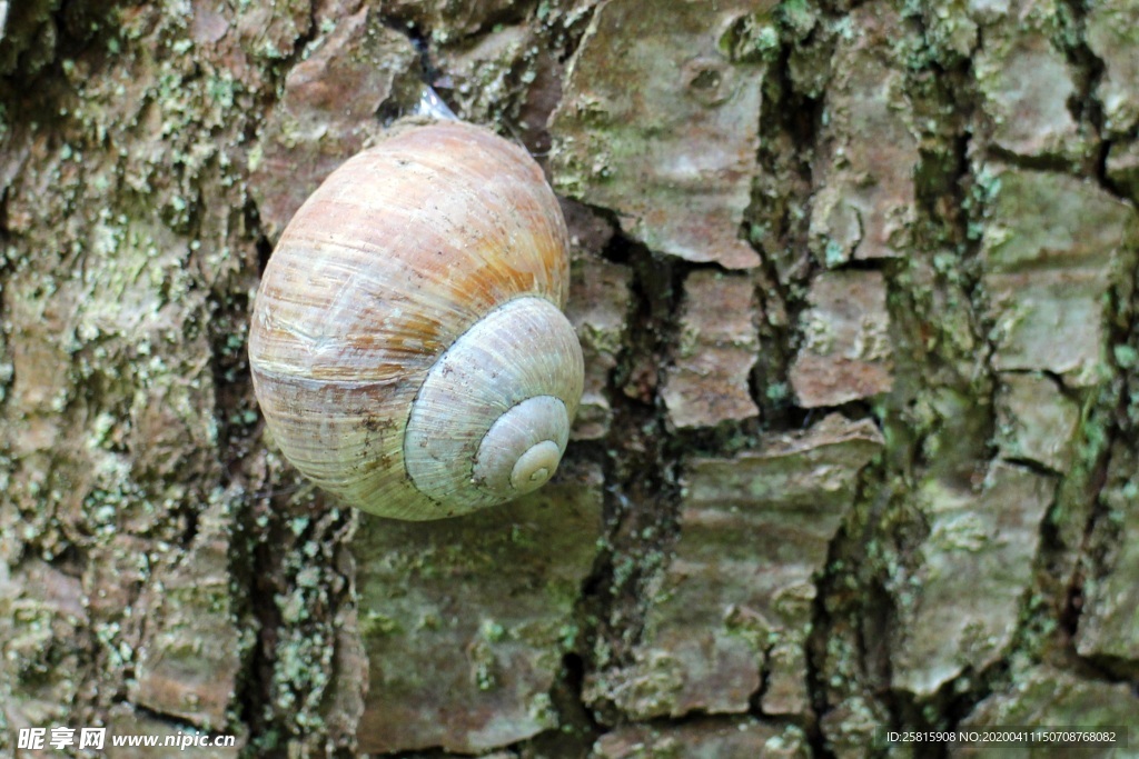 蜗牛蜗牛壳微距图片