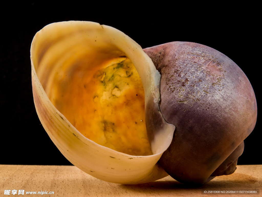 蜗牛蜗牛壳微距图片