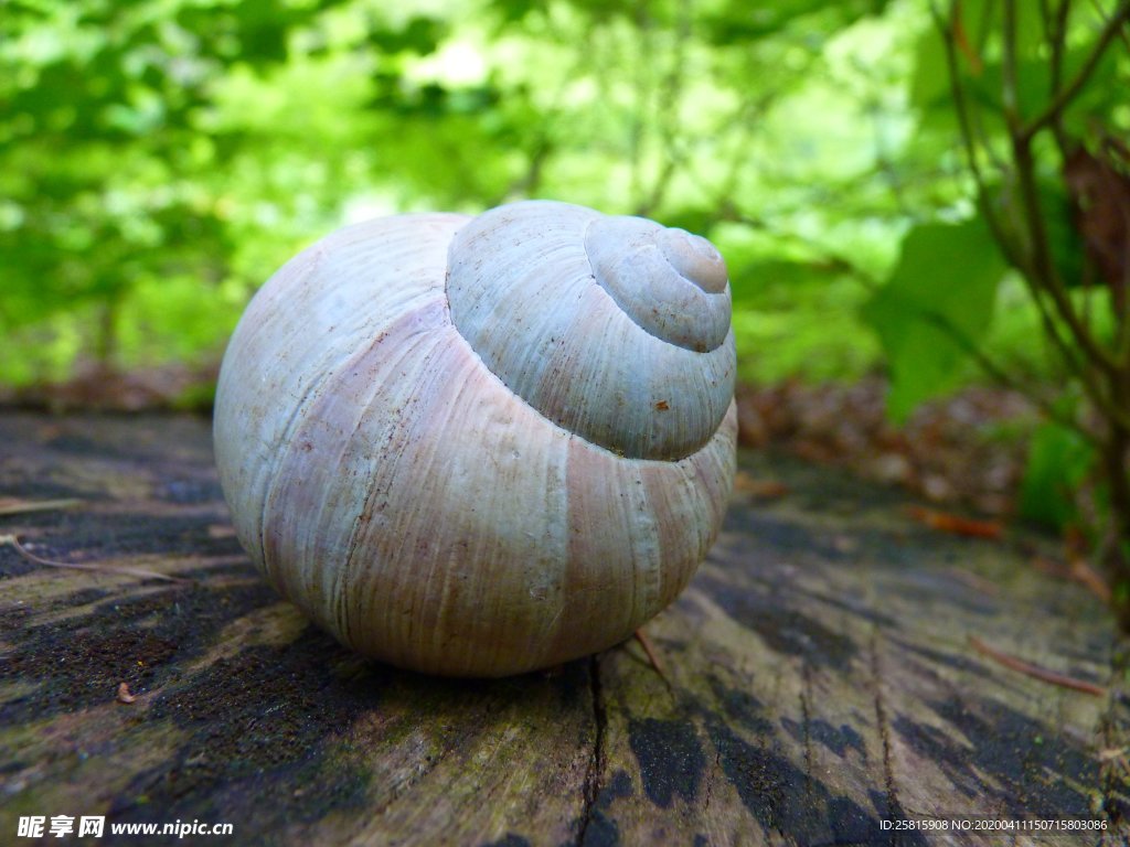 蜗牛蜗牛壳微距图片