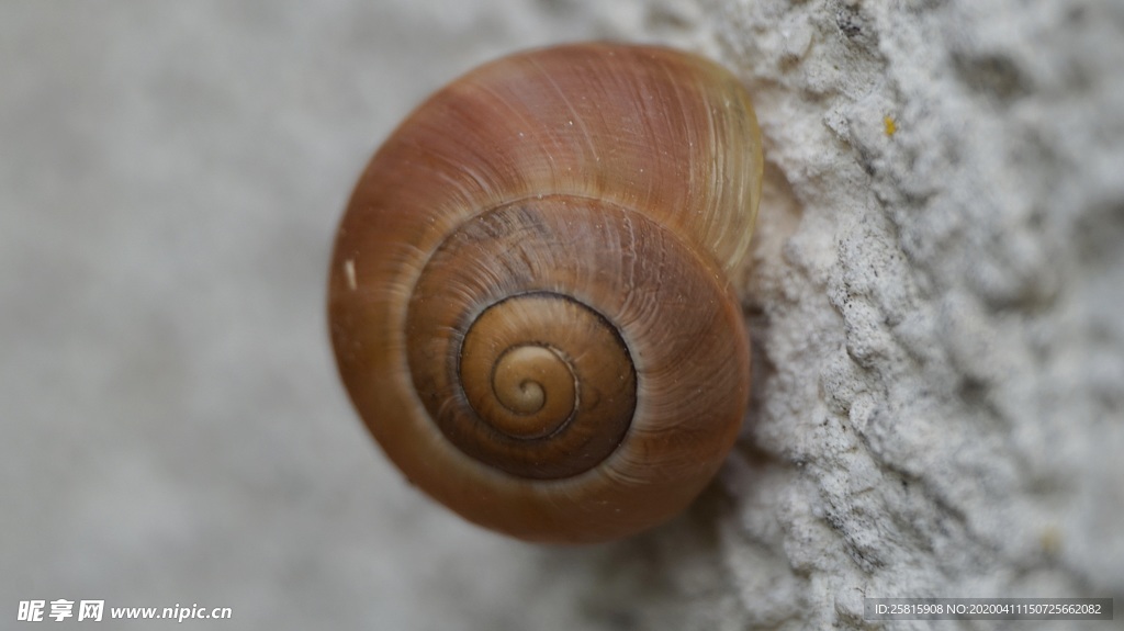蜗牛蜗牛壳微距图片