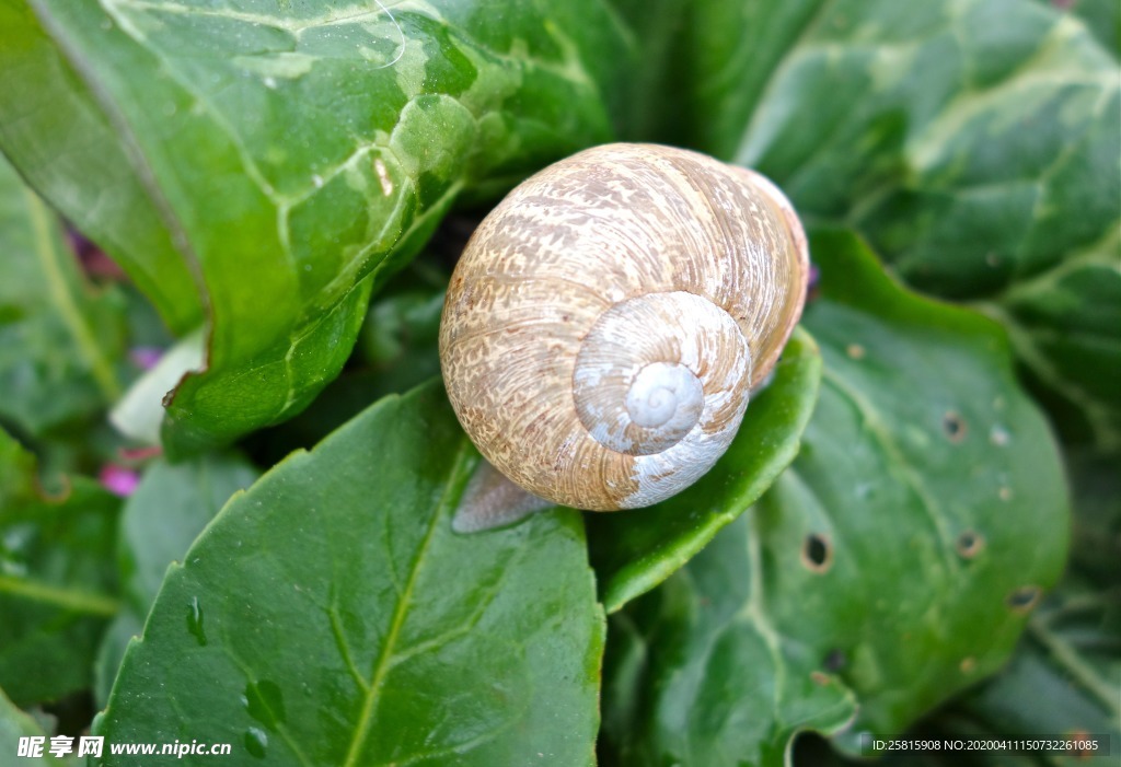 蜗牛蜗牛壳微距图片