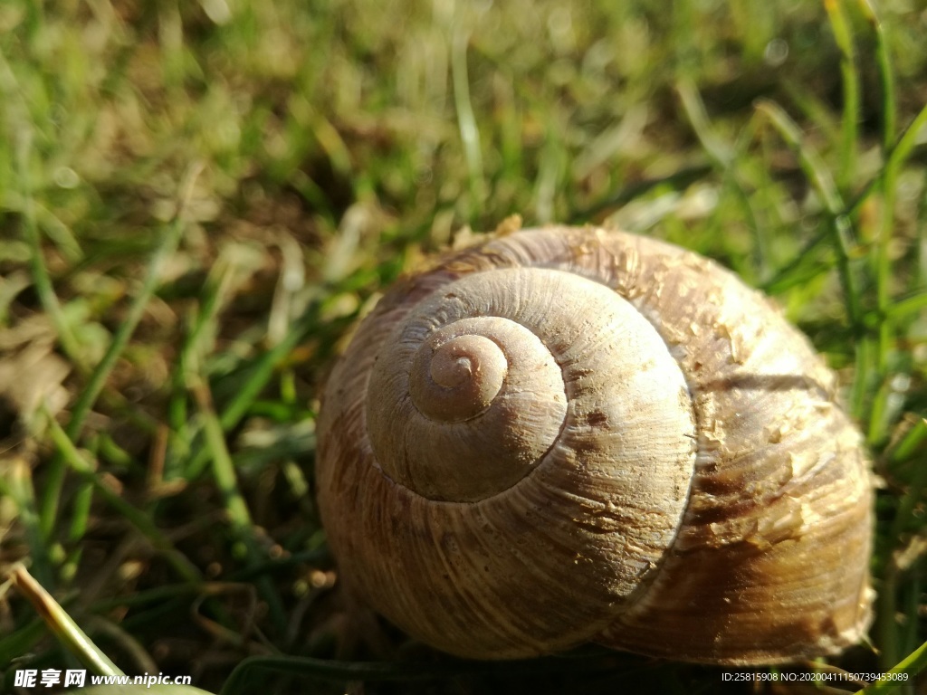 蜗牛蜗牛壳微距图片