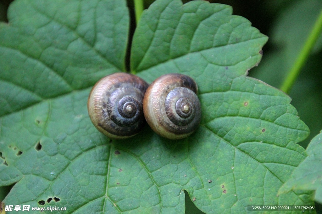 蜗牛蜗牛壳微距图片