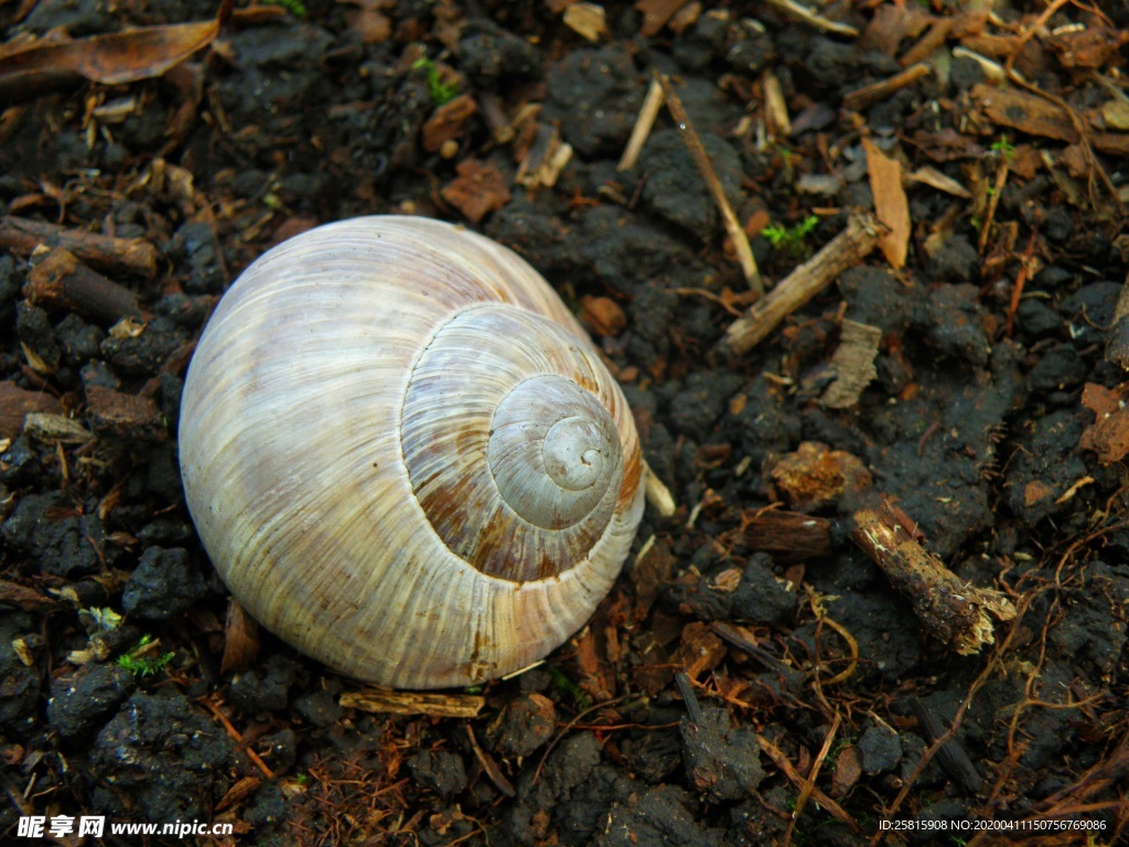 蜗牛蜗牛壳微距图片