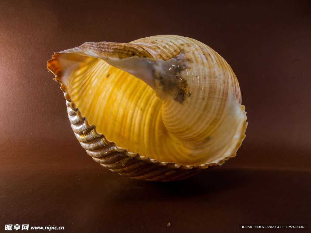 蜗牛蜗牛壳微距图片