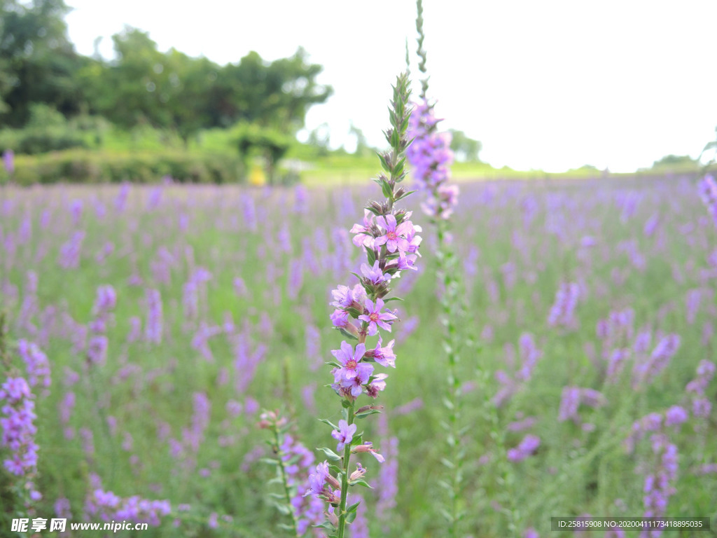 薰衣草田园图片