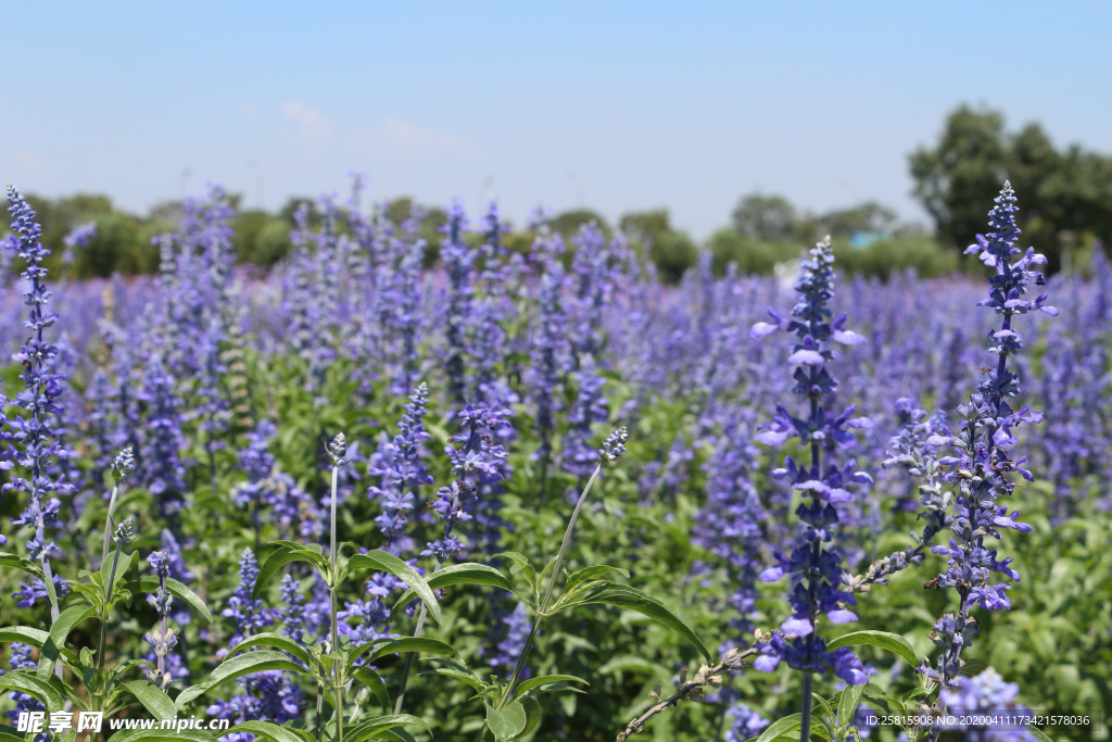 薰衣草田园图片