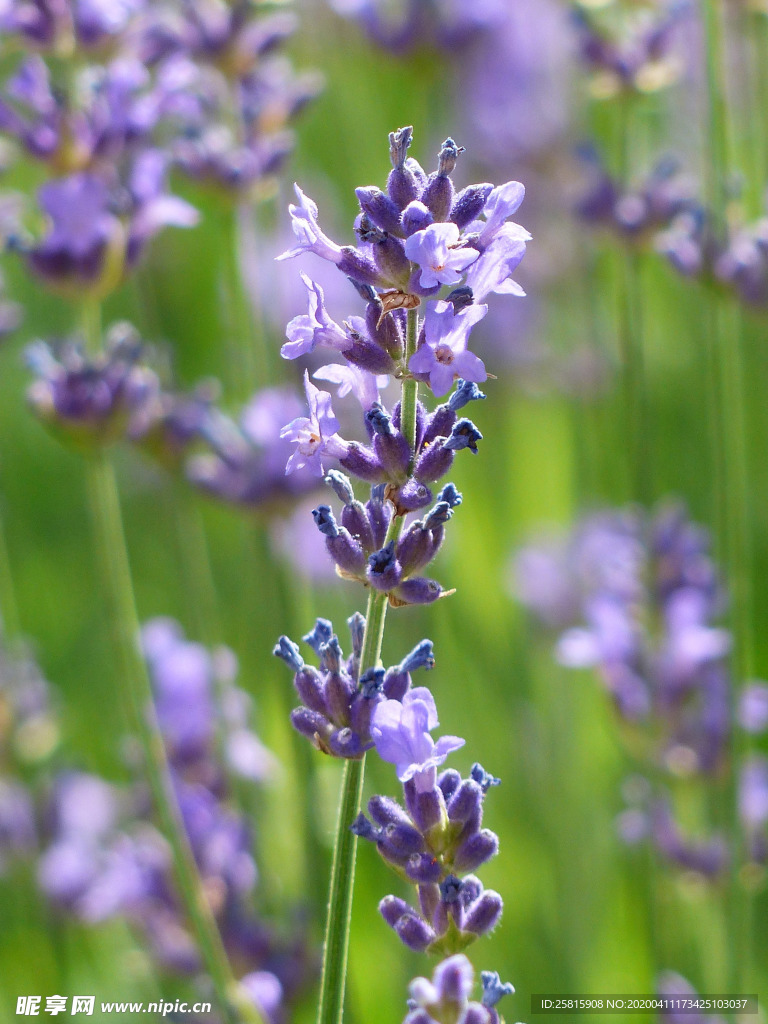 薰衣草田园图片