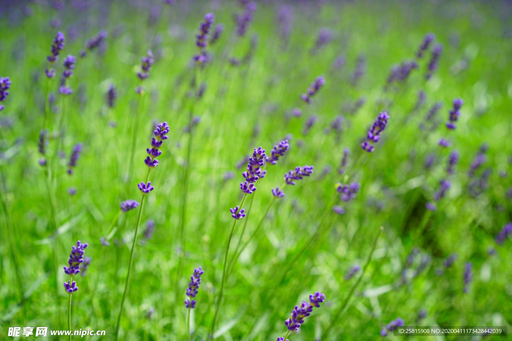 薰衣草田园图片