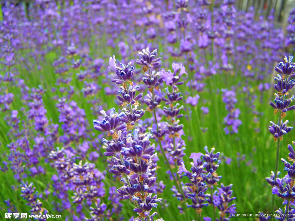 薰衣草田园图片