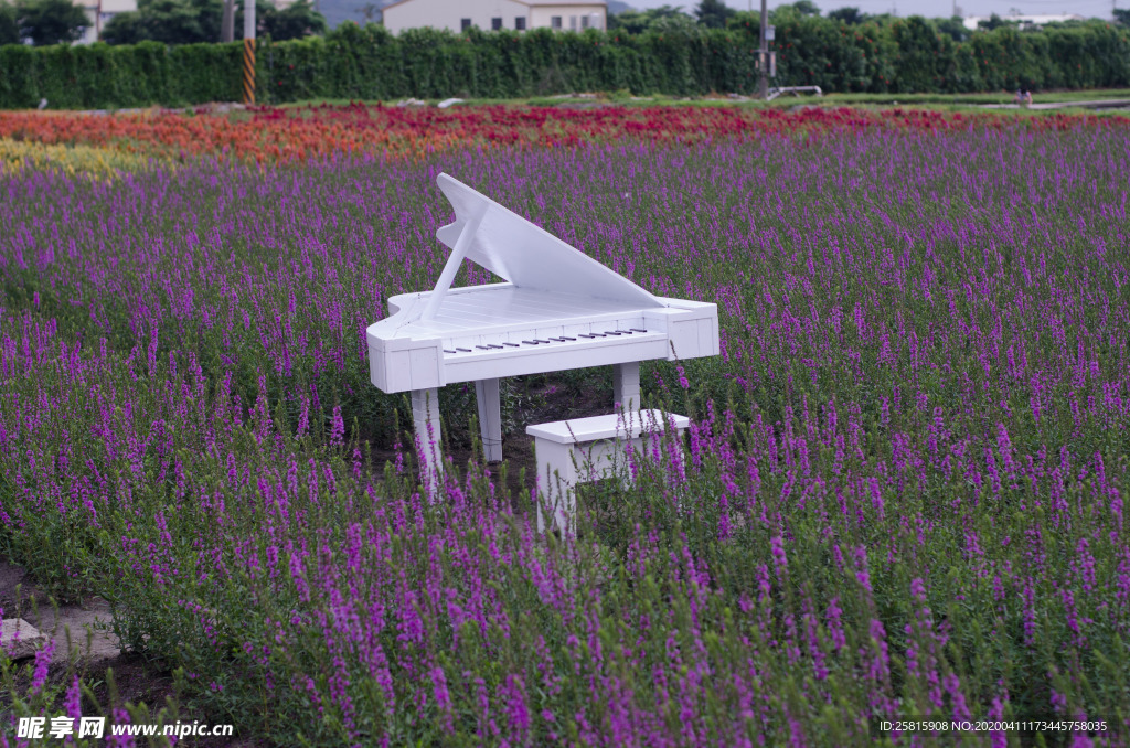 薰衣草田园图片