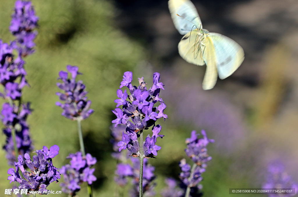 薰衣草田园图片
