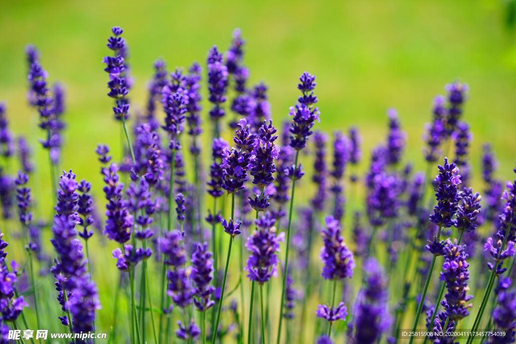 薰衣草田园图片