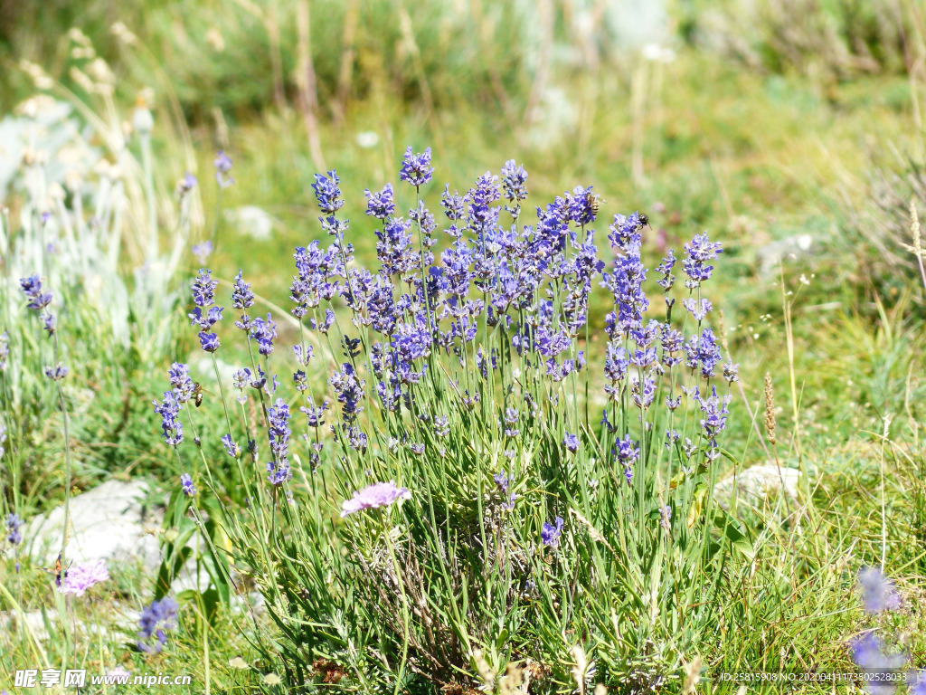 薰衣草田园图片