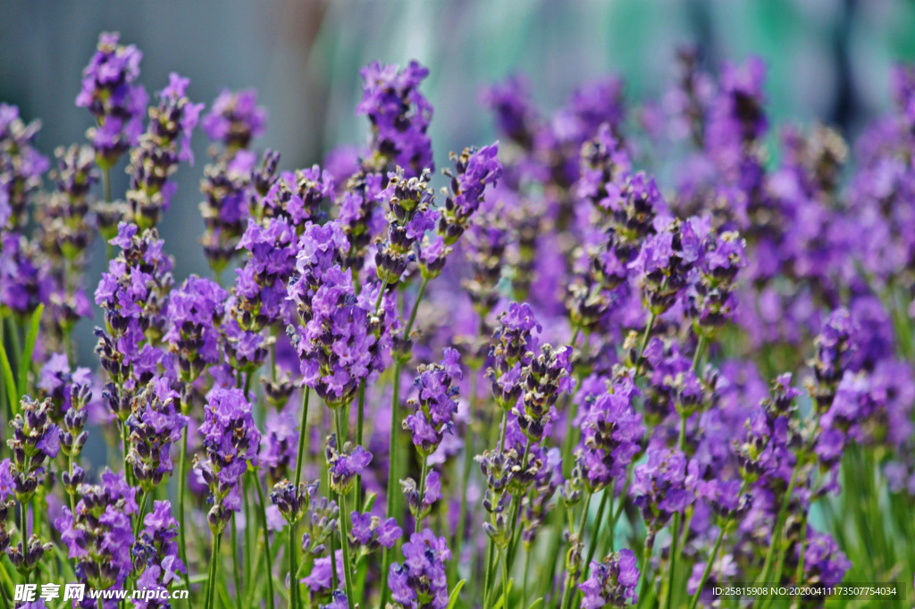 薰衣草田园图片