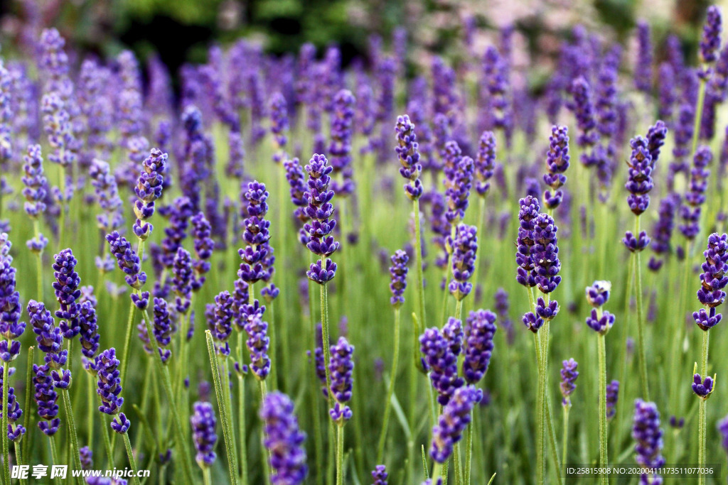 薰衣草田园图片