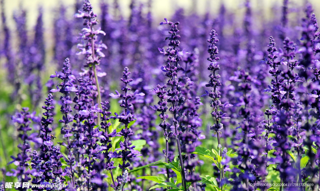 薰衣草田园图片