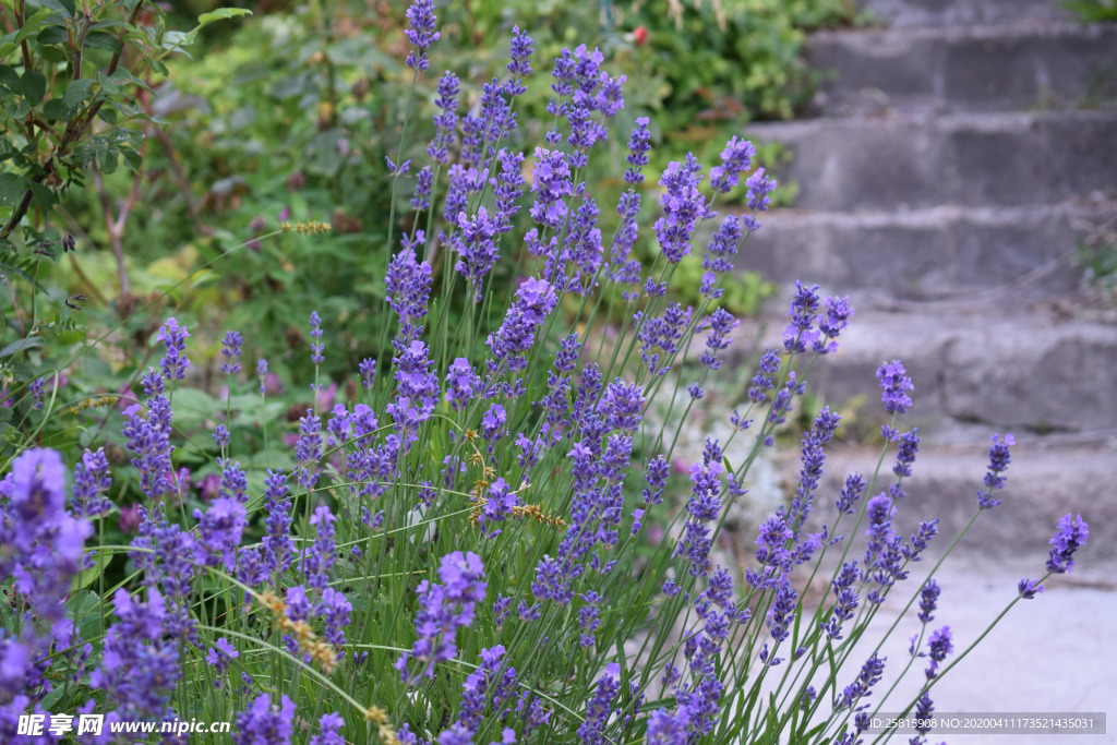薰衣草田园图片