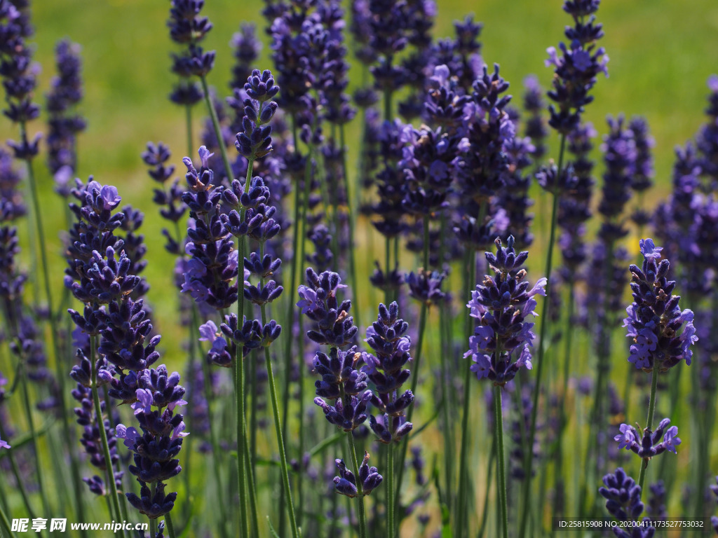 薰衣草田园图片