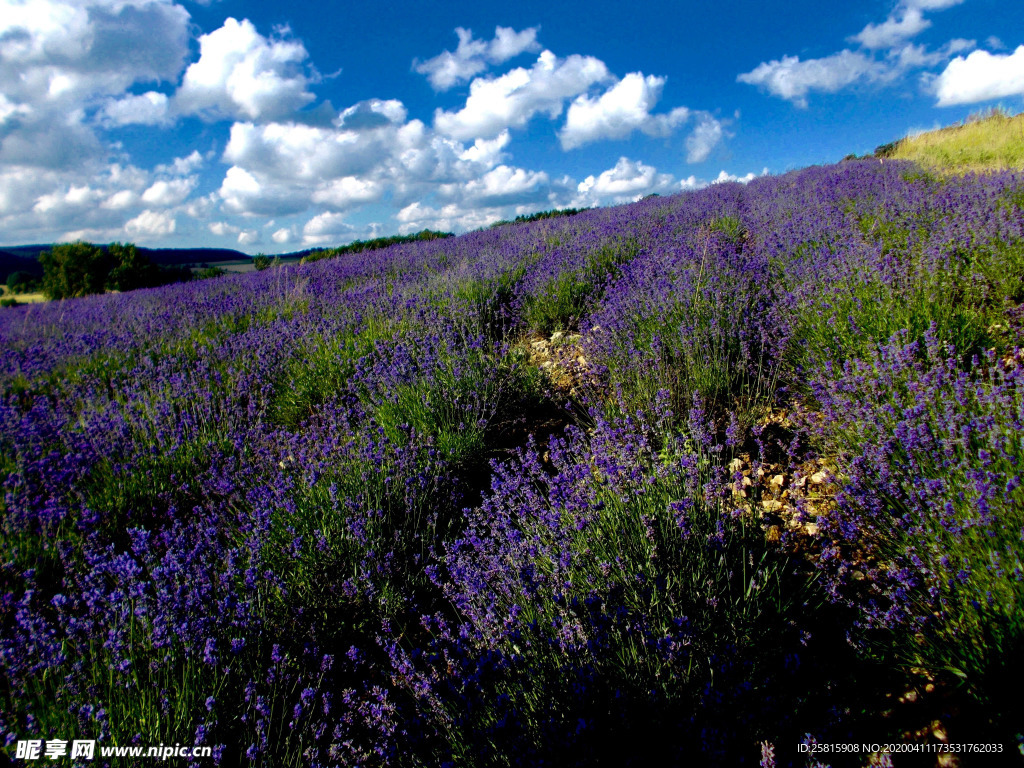 薰衣草田园图片