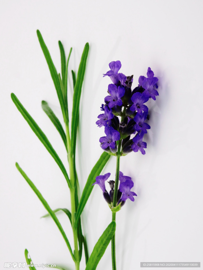 薰衣草田园图片