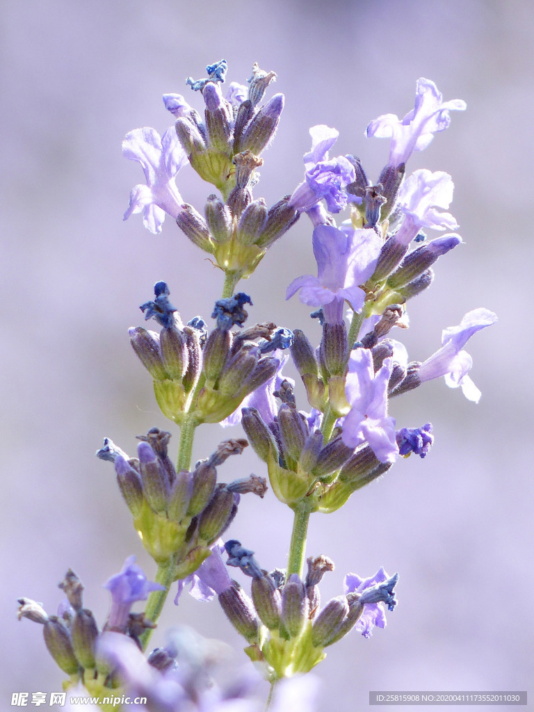 薰衣草田园图片