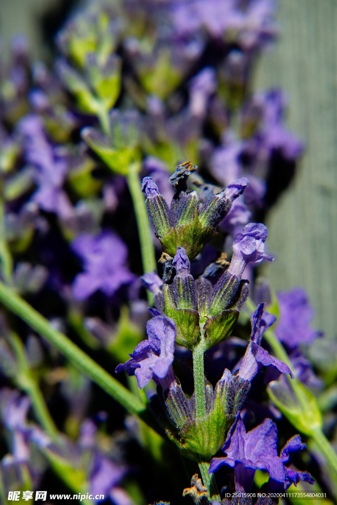 薰衣草田园图片