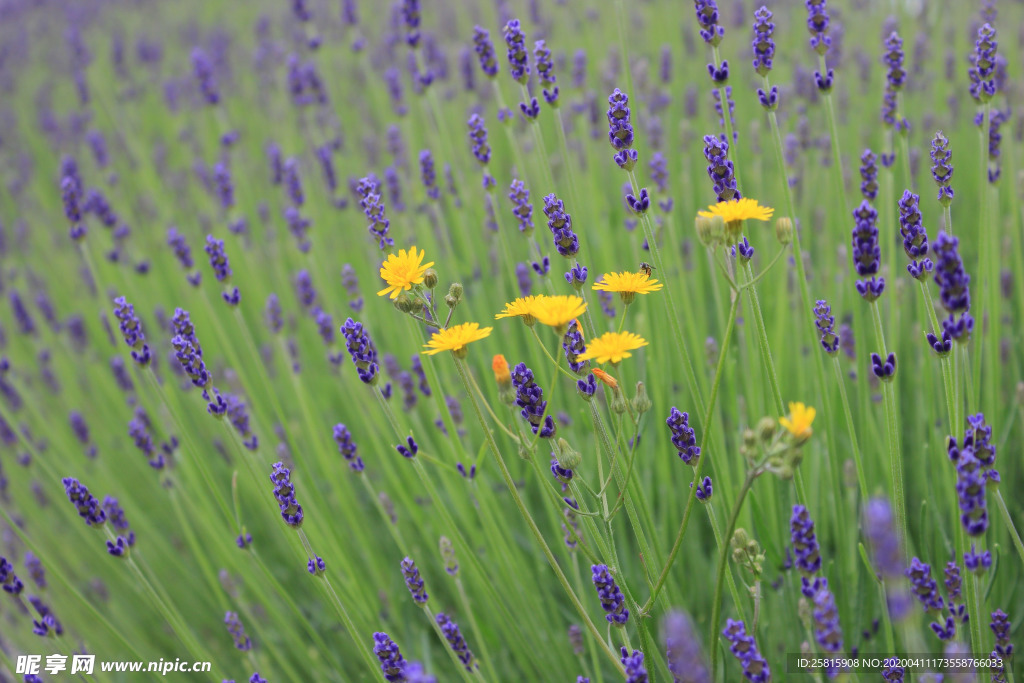 薰衣草田园图片