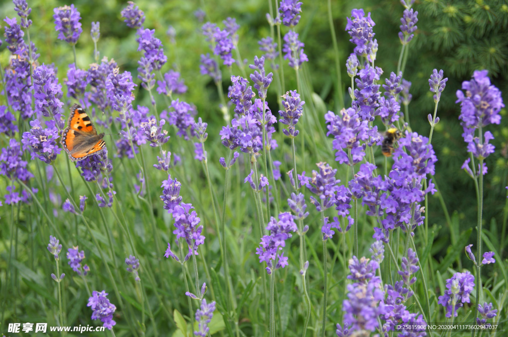 薰衣草田园图片