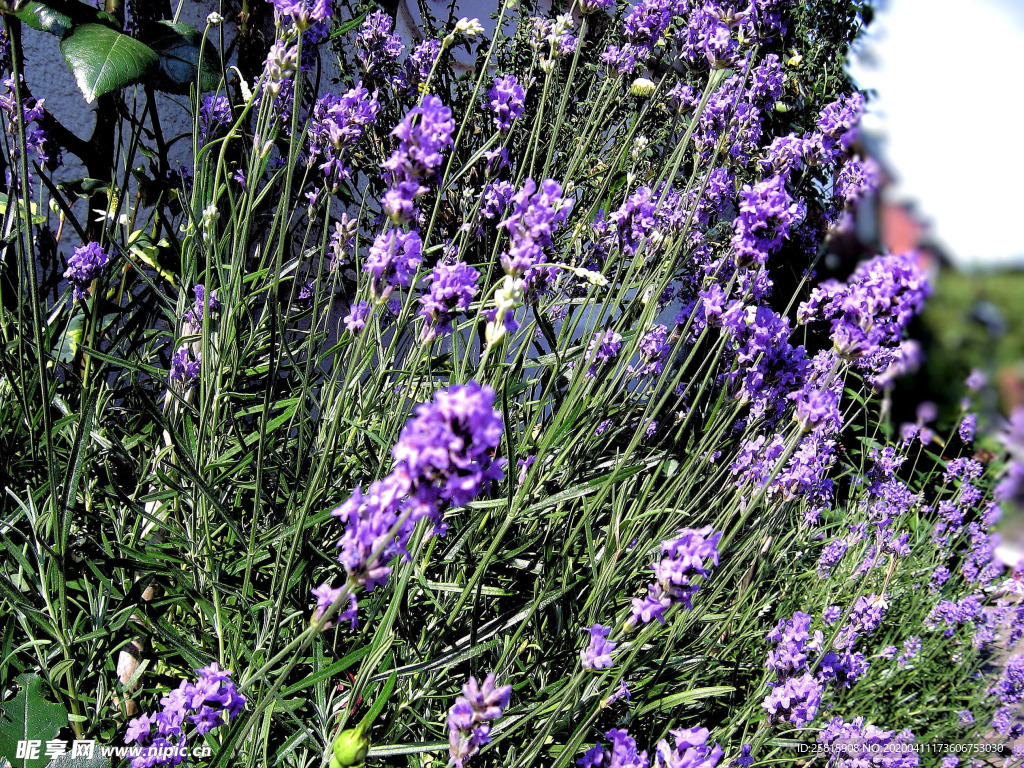 薰衣草田园图片