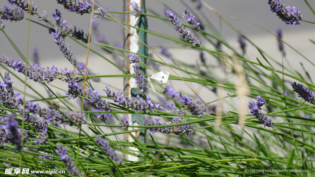 薰衣草田园图片