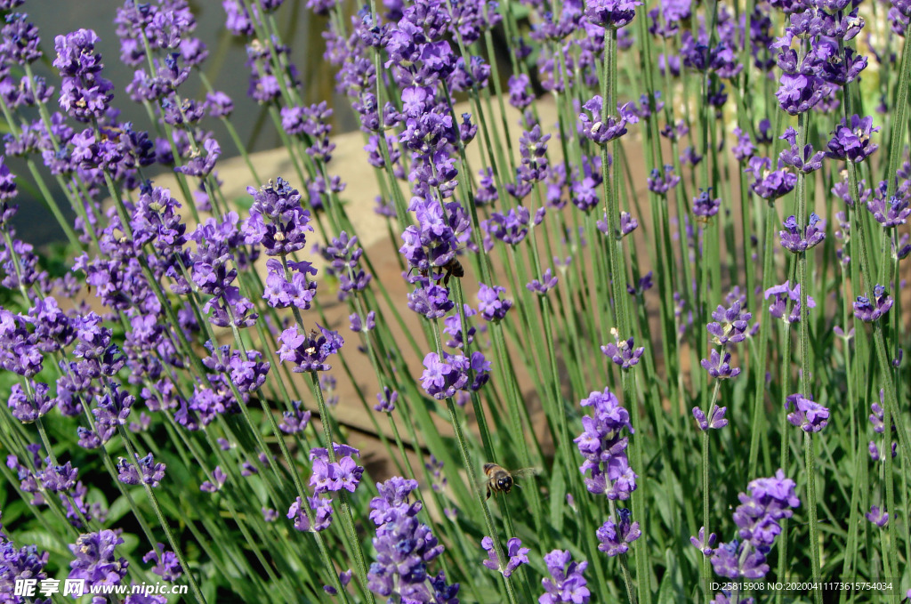 薰衣草田园图片