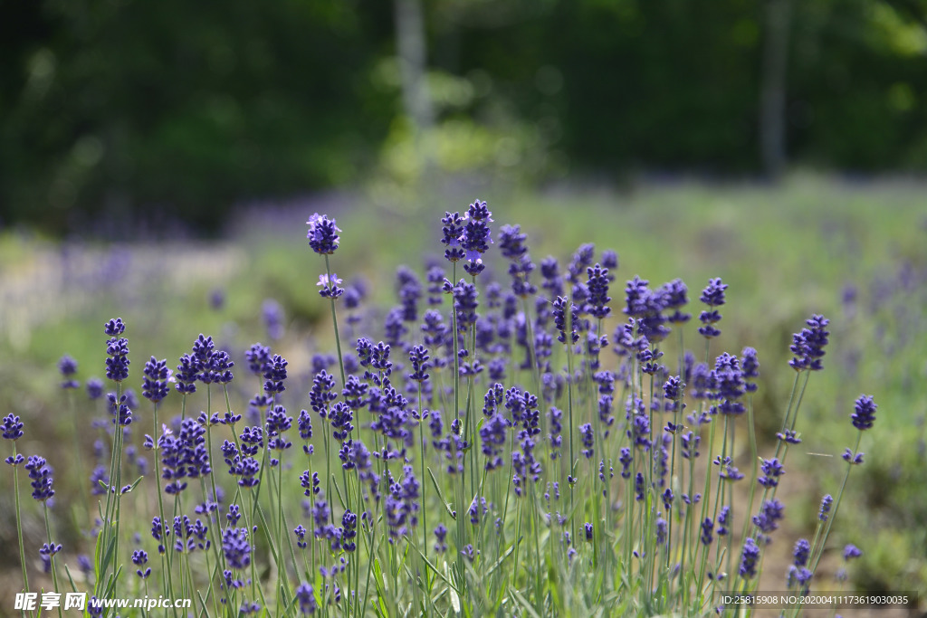 薰衣草田园图片