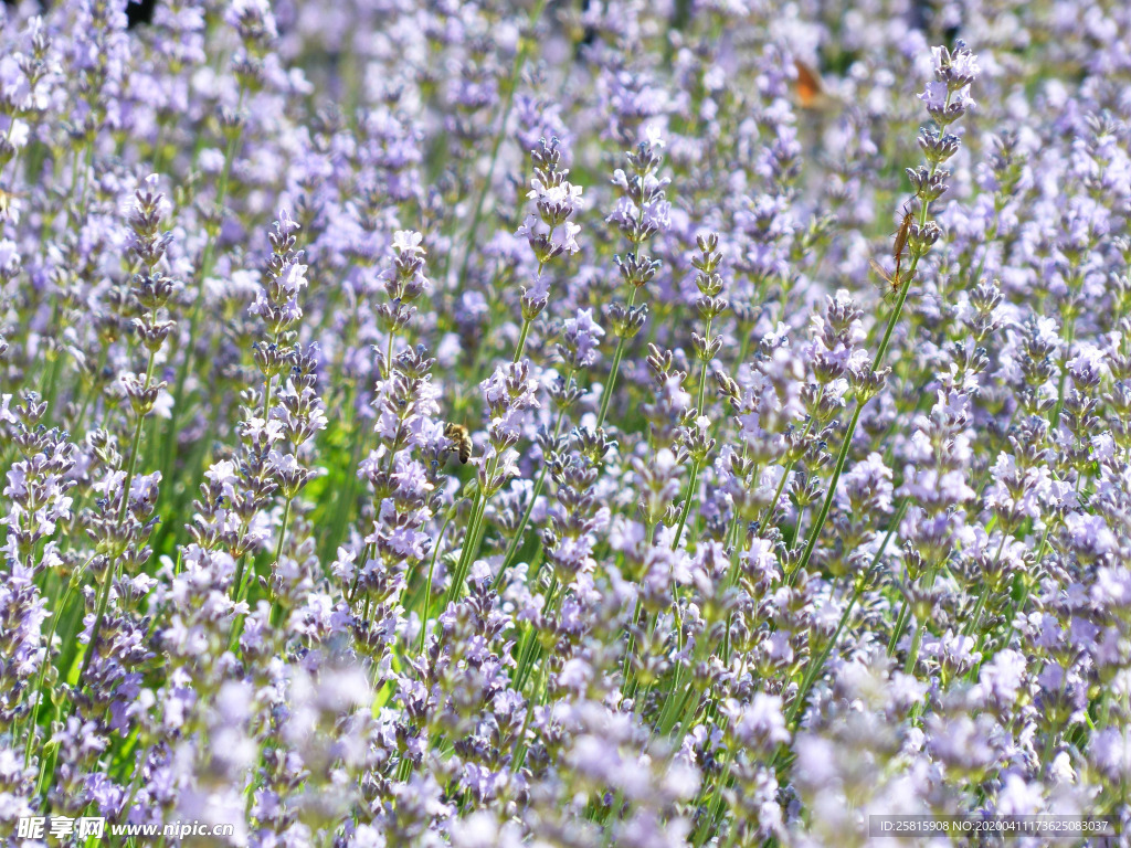 薰衣草田园图片
