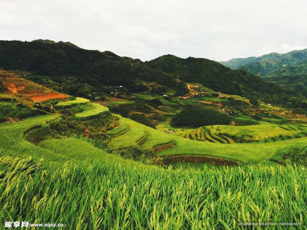 水稻梯田