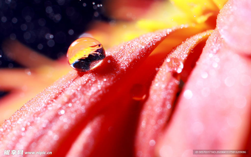 花瓣上的水珠