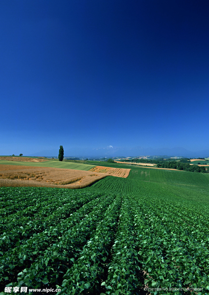 田园田野绿色原野图片