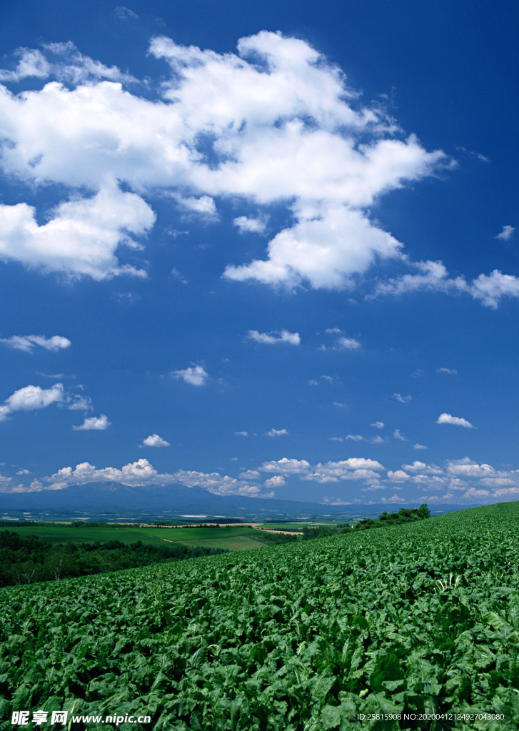 田园田野绿色原野图片