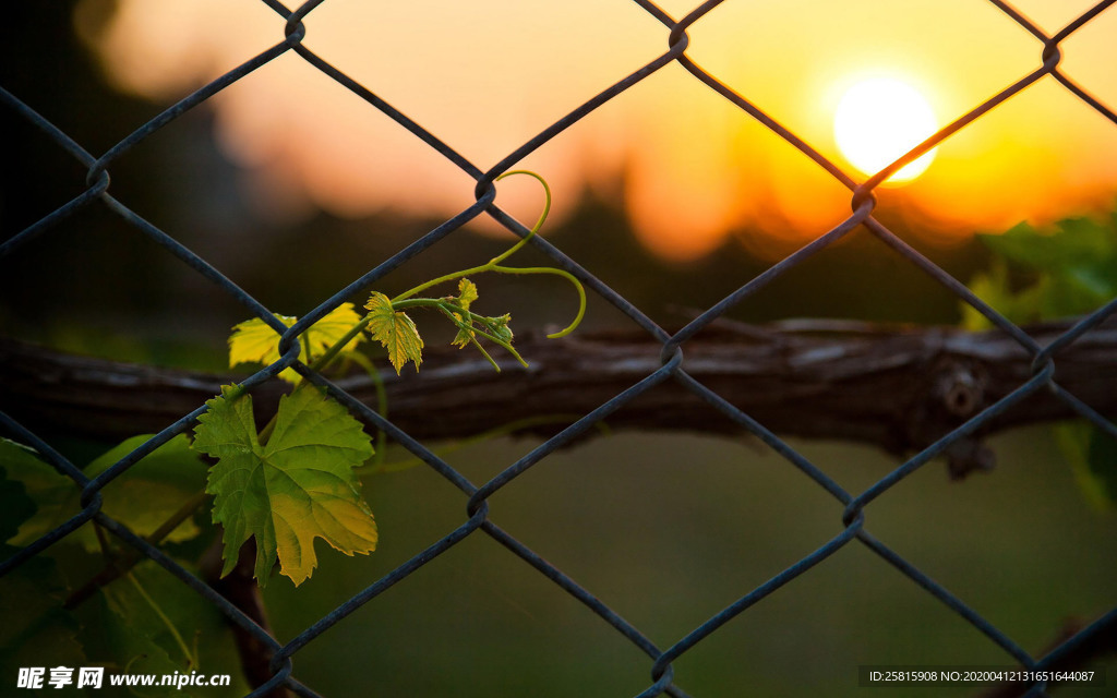 栅栏篱笆木栏围栏围墙图片