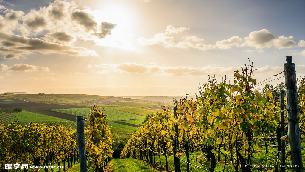 田园田野绿色原野图片