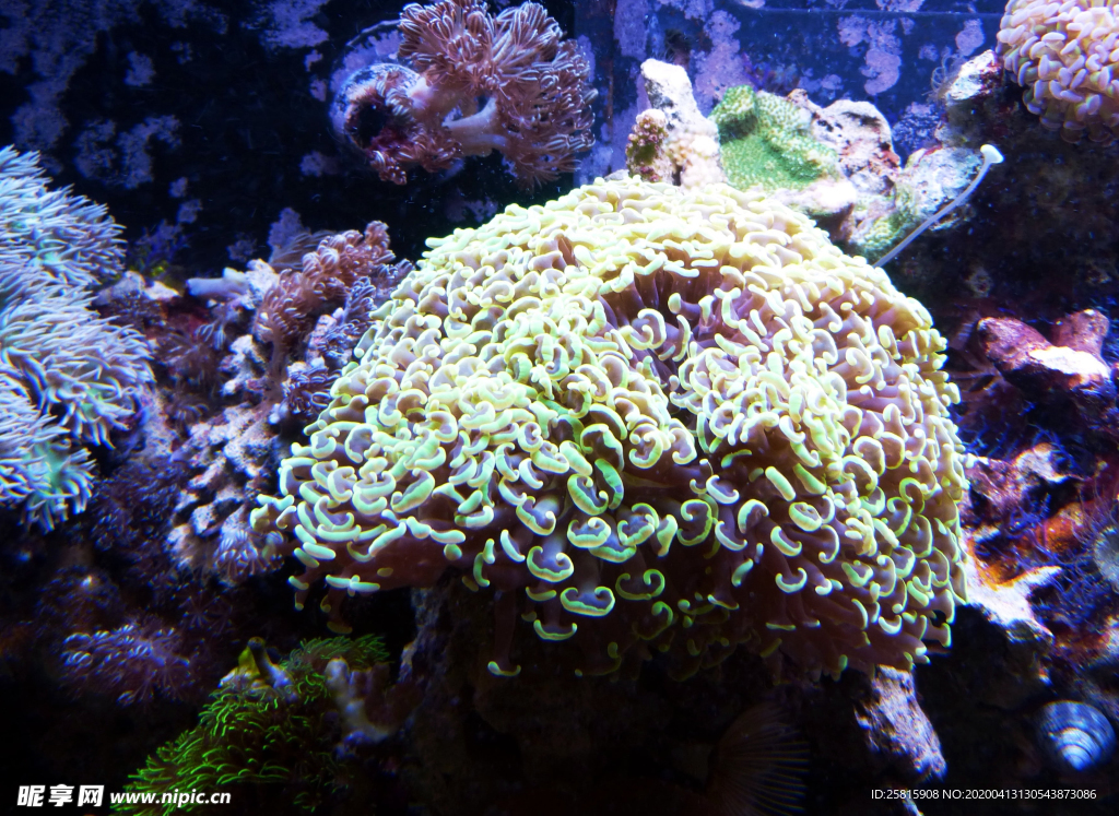 珊瑚珊瑚礁海底图片