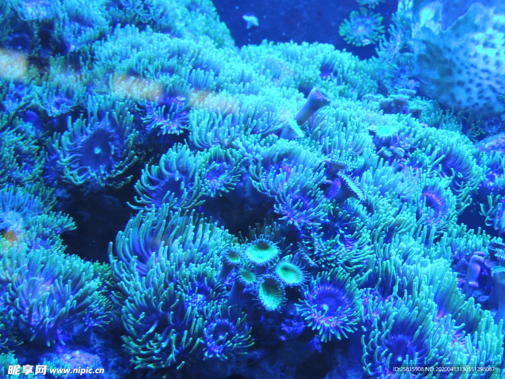 珊瑚珊瑚礁海底图片