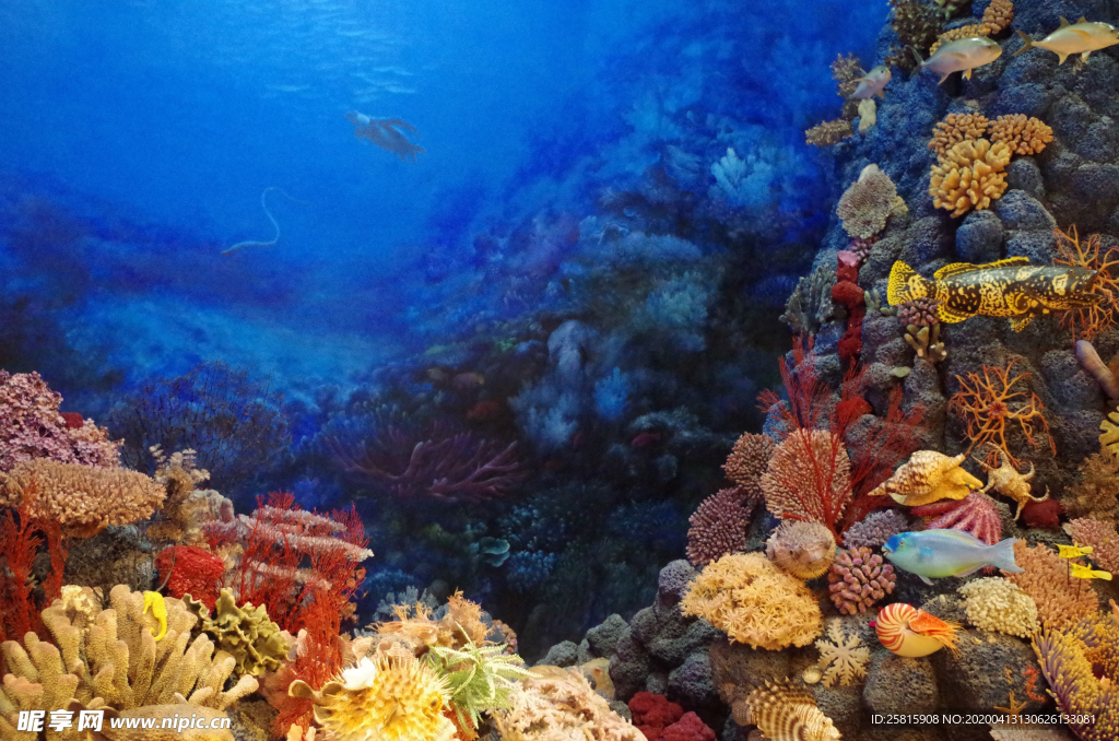 珊瑚珊瑚礁海底图片
