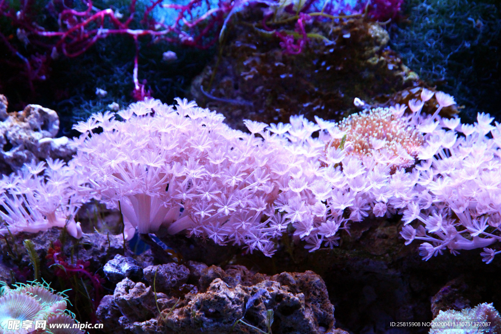 珊瑚珊瑚礁海底图片