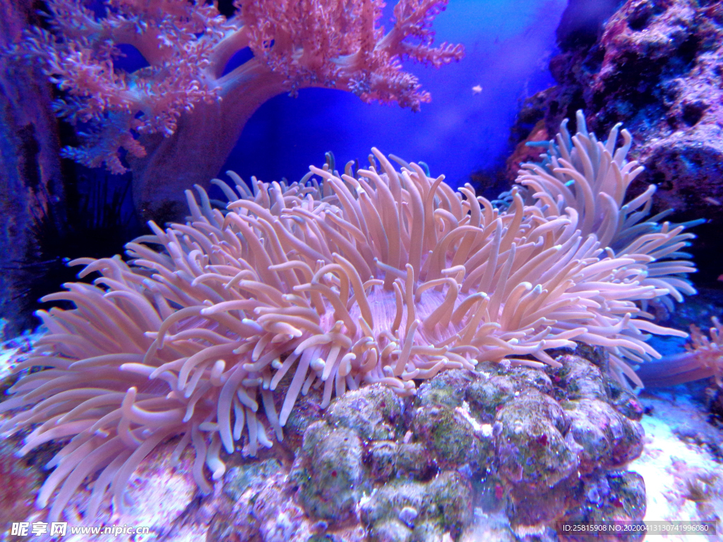 珊瑚珊瑚礁海底图片