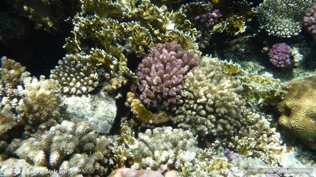 珊瑚珊瑚礁海底图片