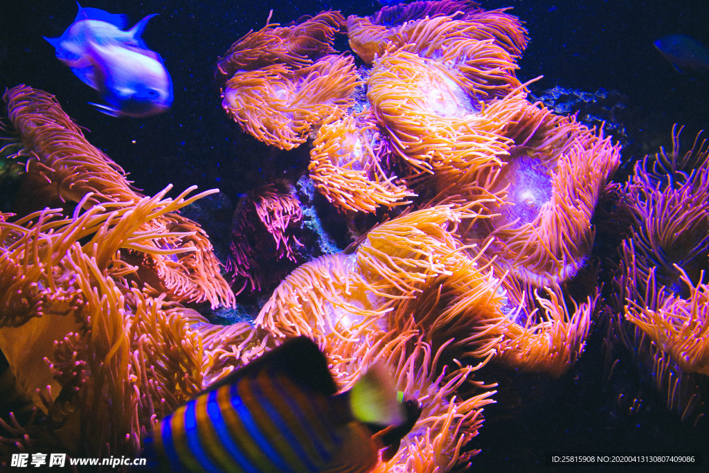 珊瑚珊瑚礁海底图片