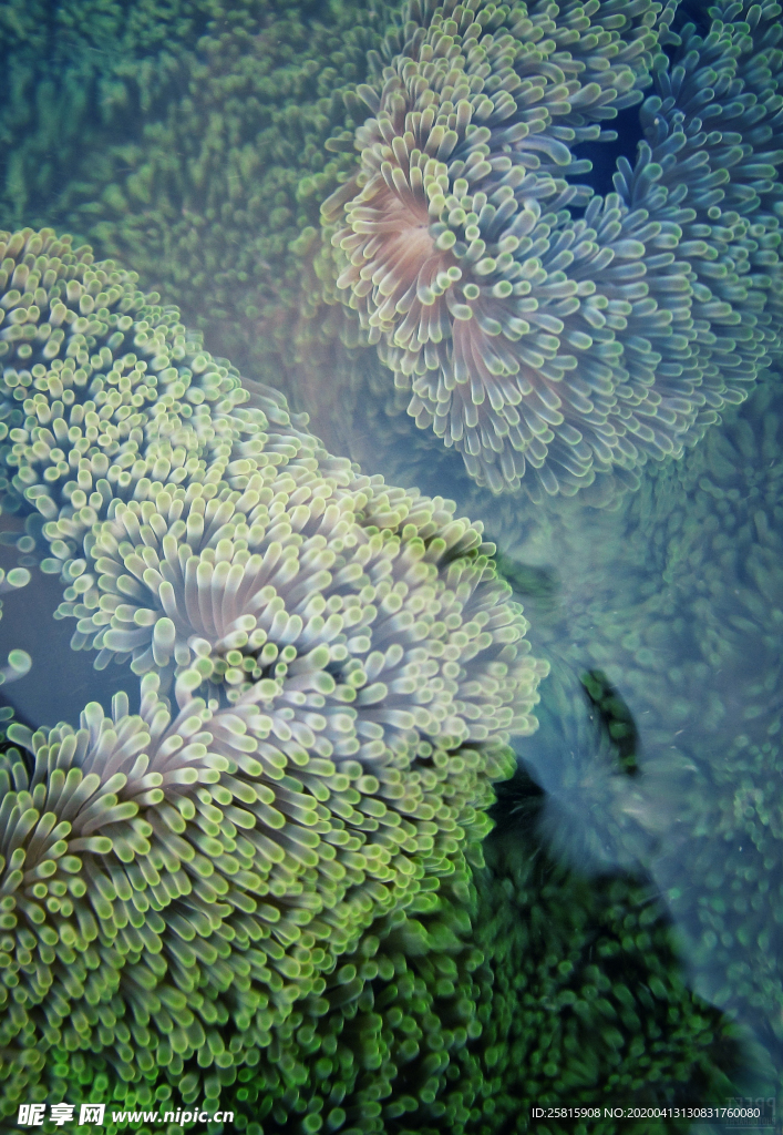 珊瑚珊瑚礁海底图片