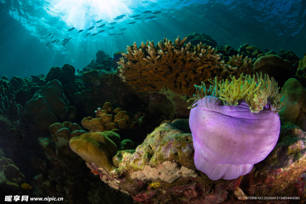 珊瑚珊瑚礁海底图片