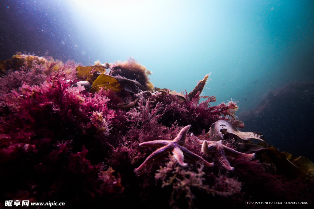 珊瑚珊瑚礁海底图片